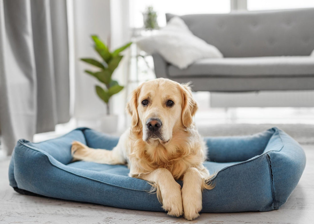 How to Pick the Perfect Bed for Your Pet