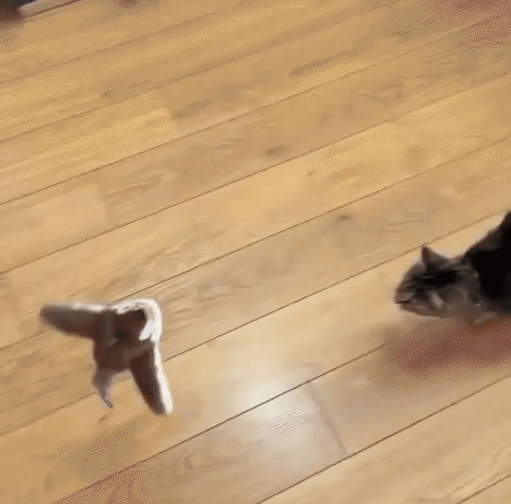 Flaps and Chirps Bird Toy