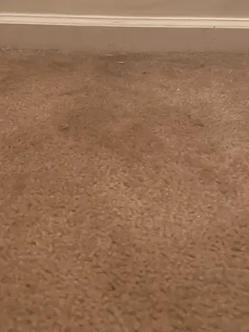 Magic Hair Removal Broom by 365pet.store