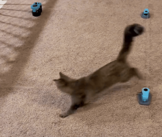 Automatic Cat Chaser
