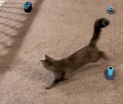 Automatic Cat Chaser